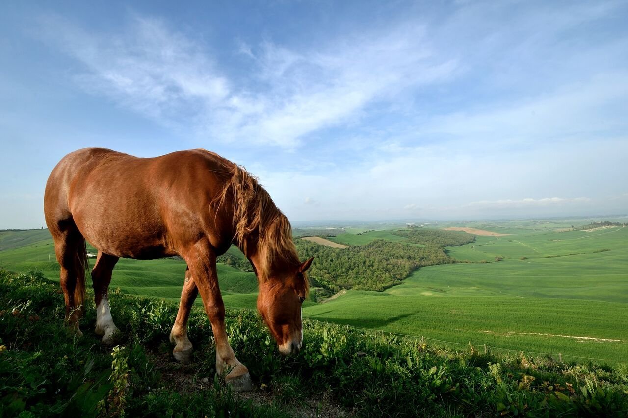 Cavallo Tour - Siena - Toscana
